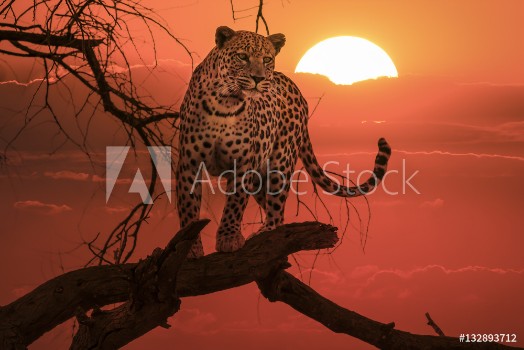 Picture of Sunset leopard on branch